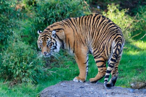 Tiger Standing Up Stock Photos Download 170 Royalty Free Photos