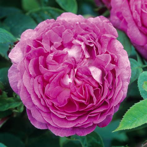 Reine Des Violettes Wild Rose Nursery