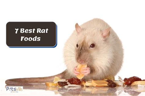 7 Best Rat Foods For A Balanced Diet 2023 Review