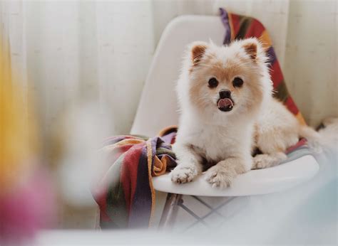 Pomeranian Weight Chart A Guide To Your Puppys Growth Raised Right