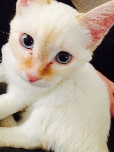 This cat looks like a lightly toasted marshmallow!! : aww