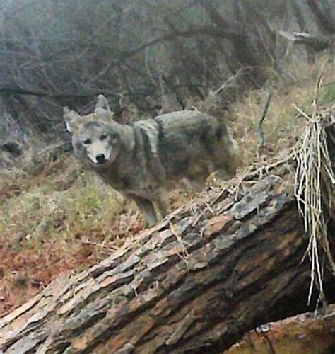 Mexican Gray Wolf In Texas Texas Fish And Game Magazine