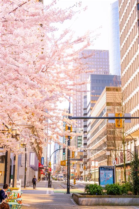 5 Best Places To See Cherry Blossoms In Vancouver Canada