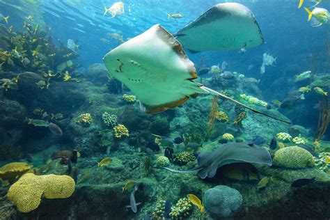 Stingrays Key West Reef Fish Key West Scuba Diving