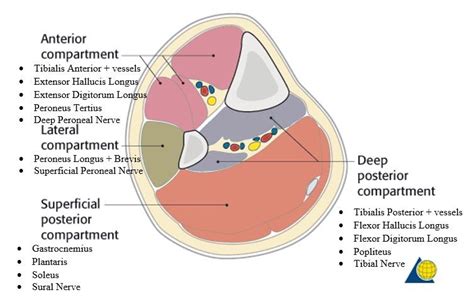 Compartments Of Lower Leg Gertyactive