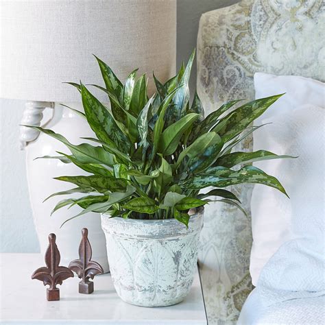 10 Easy To Care Houseplants Anyone Can Keep Alive