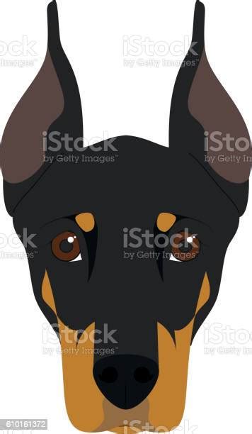 Ilustración De Perro Doberman Aislado En Ilustración Vectorial De Fondo Blanco Y Más Vectores