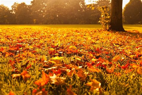 Autumn Fall Foliage · Free Photo On Pixabay