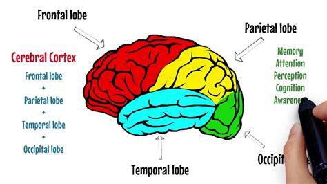 The Brain Explained Cerebral Cortex Frontal Lobe Parietal Lobe 🔴