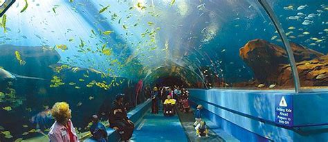 Atlanta Georgia Aquarium Largest Aquarium In The World