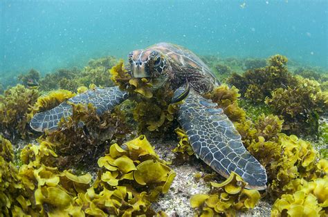 What Animals Eat Sea Turtles Seaweed Tui Mykonos Life