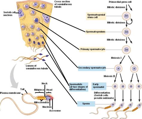 Understanding Sperm Production