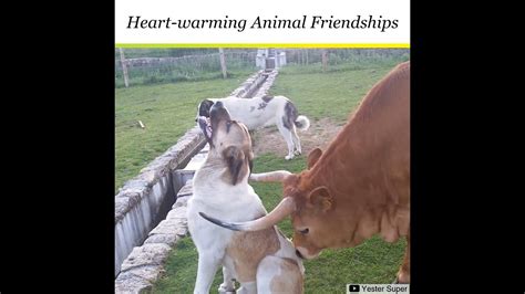Odd Couples Adorable Animal Friendships Youtube