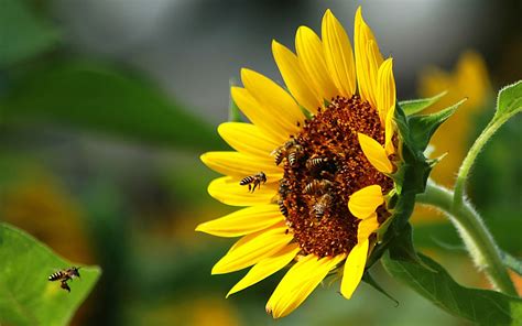 Wallpaper Bees Pollination Flower Flight Sunflower 1920x1200