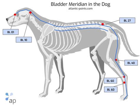 Acupressure Points In The Dog The Bladder Meridian Atlantic Points