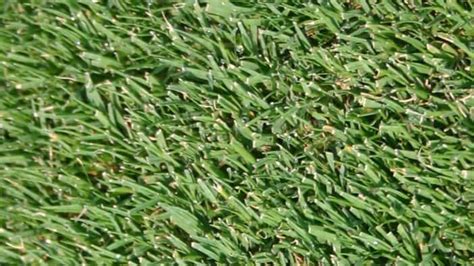 4 Types Of Golf Course Grass Which Is Better