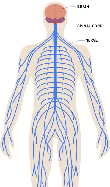 (c) mixed nerves perform both afferent and efferent functions. Blank Nervous System Diagram Unlabeled - Ldwtanka