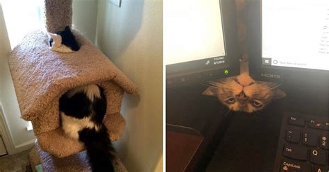 20 Photos Of Cats Being Silly And Doing Funny Things