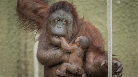 Proud Mum Shows Off Baby Orangutan Zooborns Pet News Live