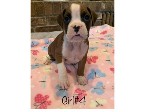 My boxer is now 18 months old, and it seems he is still very puppy like! 5 boys and 4 girls adorable Boxer puppies in Northboro, Iowa - Puppies for Sale Near Me