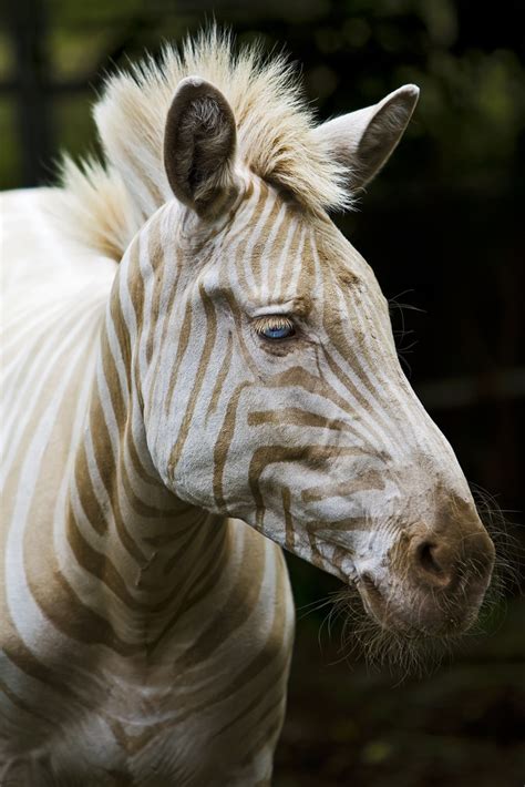 Golden Zebra Pic Amazing Creatures
