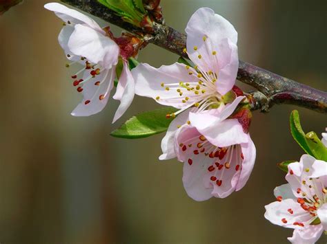 Peach Blossom Free Photo Download Freeimages