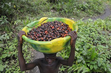 The global palm oil market reached a value of us$ 48.1 billion in 2020. farmlandgrab.org | Liberia: Sime Darby denies awarding ...