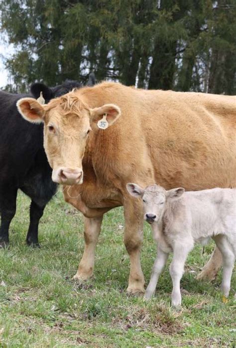 Cow baby is called calf. It's More Than A Name! | Farmgirl Bloggers