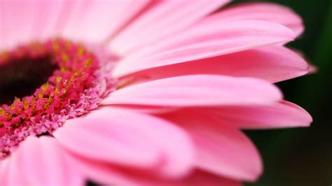 Big Pink Daisy Wallpapers Hd Wallpapers Id 5752