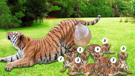 How Tiger Giving Birth To Twin Cubs At The Zoo Youtube