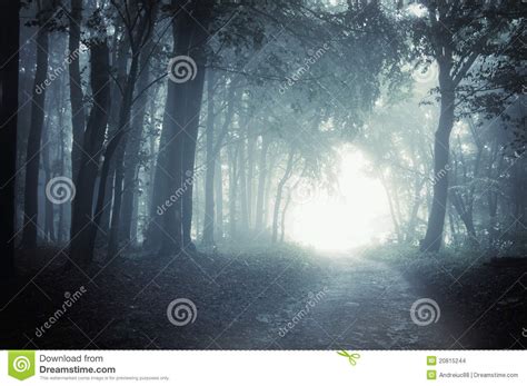 Path To Light Through A Dark Forest At Night Stock Images Image 20815244