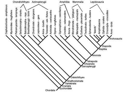 Vertebrate Phylogeny Phylogenetic Tree Science Nature Nature Education