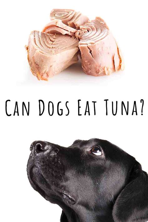 Can Dogs Eat Canned Tuna In Water