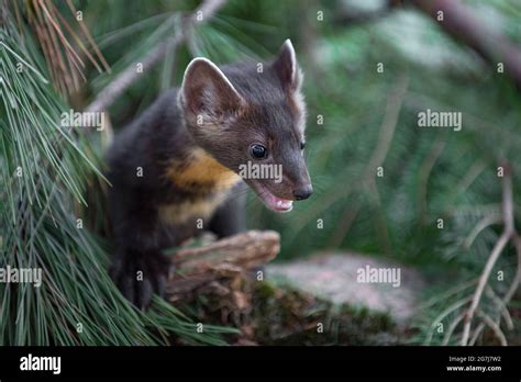 American Pine Marten Martes Americana Looks Down From Pine Summer