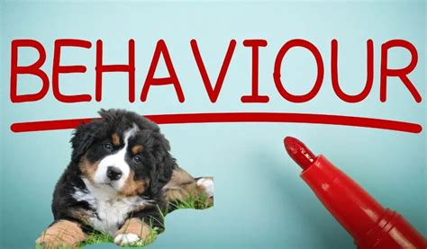 5 Common Dog Behaviours And What They Mean Understanding Your Canine