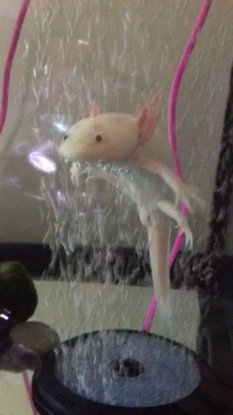 93 Axolotl Tank Ideas In 2021 Axolotl Axolotl Tank Axolotl Cute