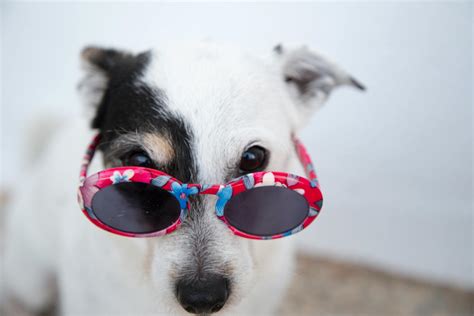 Weißer Hund Mit Sonnenbrille · Kostenloses Stock Foto