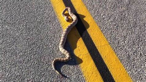 Rattle Snake In Joshua Tree National Park 1 Youtube