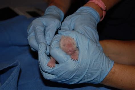Smithsonians National Zoo To Announce Giant Panda Cub Sex And