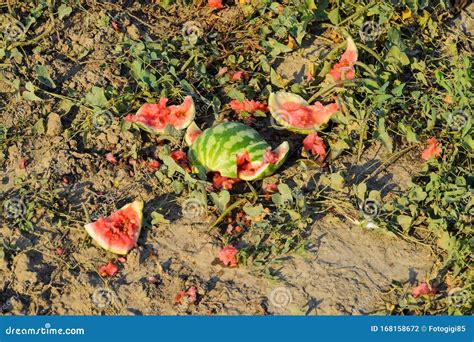 Heaps Of Rotting Watermelons Peel Of Melon Stock Photo Image Of