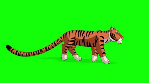 Tiger Walks Animated Motion Graphic Isolated On Green Screen Motion