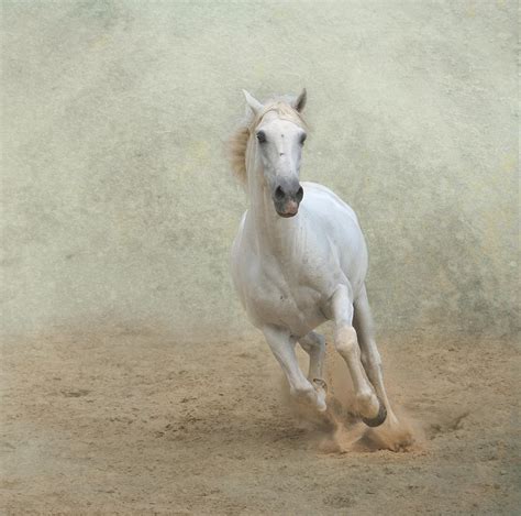 White Lusitano Horse Galloping Photograph By Christiana Stawski