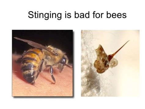 Honey Bee And Sting • The Stinger Is Barbed And Located At The End The