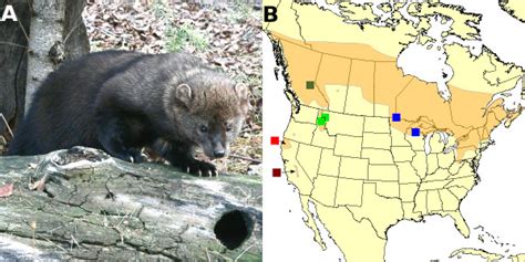 North American Fisher And Its Geographic Distribution Fisher Martes