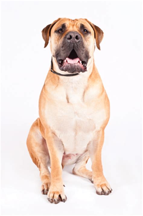Red barn's chicken sausages and burgers are not made from offcuts, only the finest meat possible. The Boerboel | Modern Dog magazine