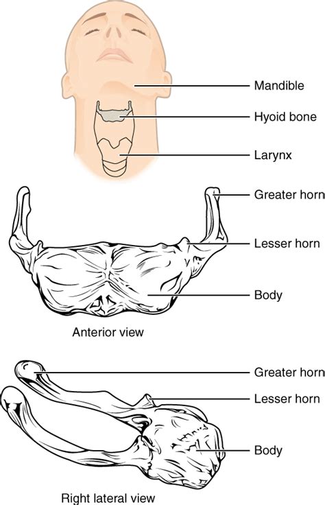 Hyoid Bone Wikipedia