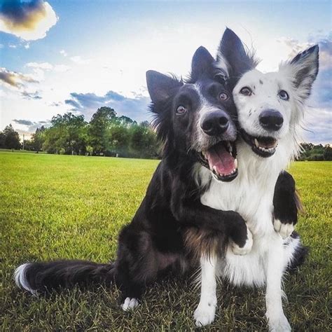 Dogs Friends Cute Dogs Happy Dogs Dog Love
