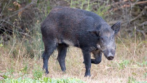 Farmers Ranchers Struggle With Hog Wild Feral Swine Population
