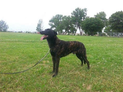 Intl Ch 2 Year Old Male Dutch Shepherd For Sale In Riverdale Kansas