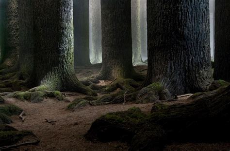 Forbidden Forest Deathly Hallows Part 2